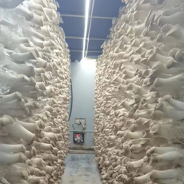 Trumpet king mushrooms