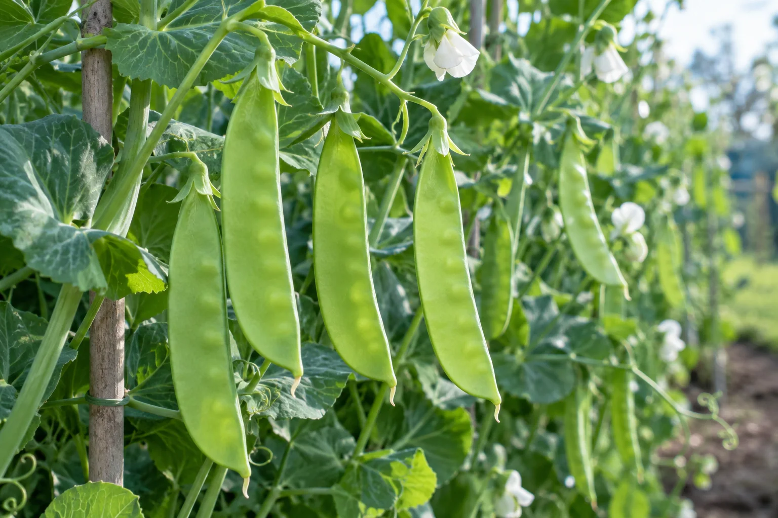 Snow pea vines at harvest with flat full-length bright green pods and only tiny seed outlines, photographed in cool morning light, no text Snow pea vines at harvest with flat full-length bright green pods and only tiny seed outlines, photographed in cool morning light, no text