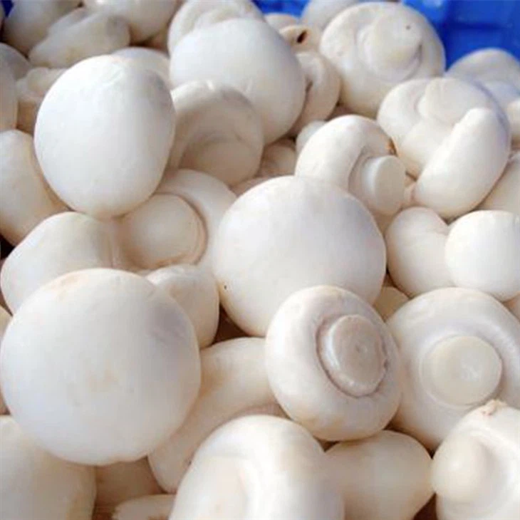 화이트 샴피뇽 버섯